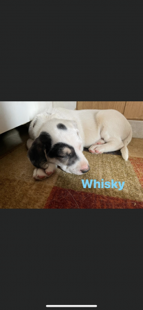 Whisky