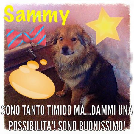 Sammy