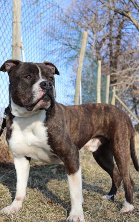 Tyson