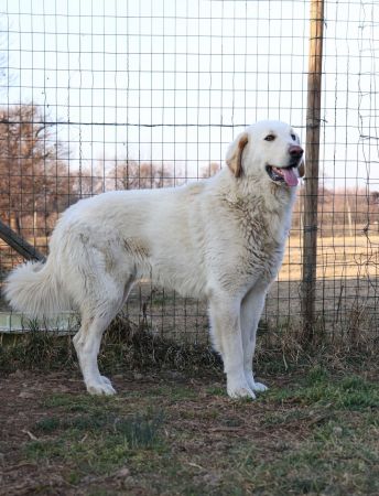 Pongo