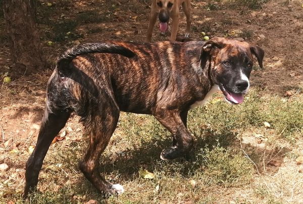 Golia