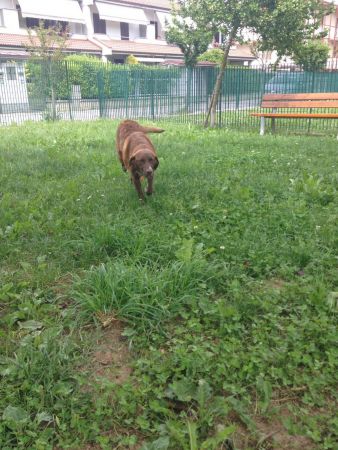Masha