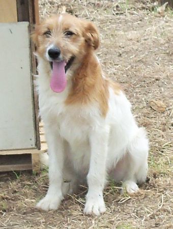 Spillo