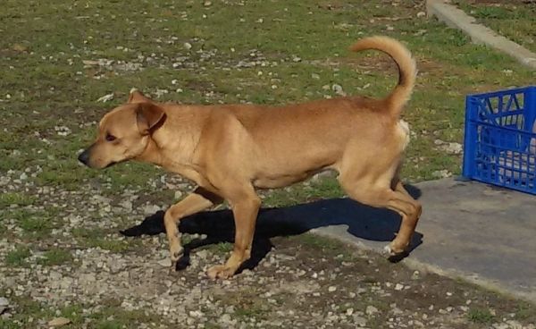 Pippo