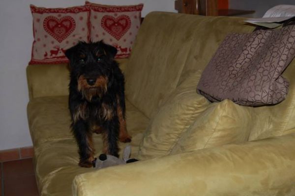 Trillo