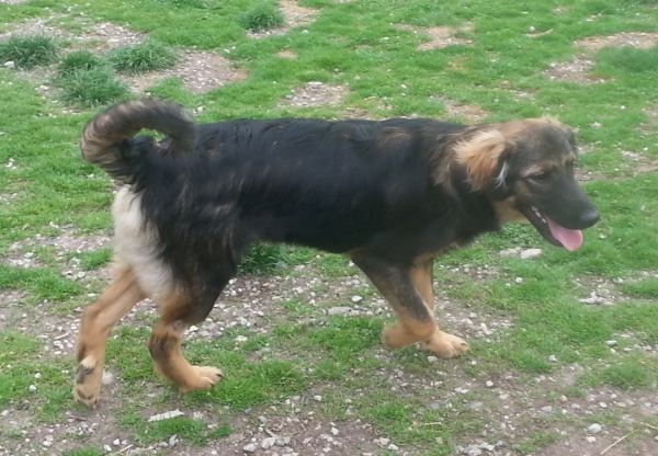 Koby