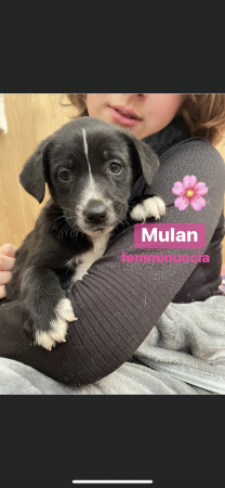 Mulan