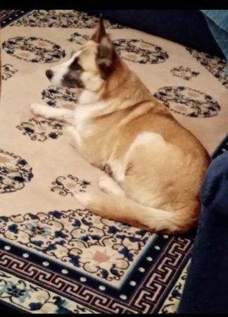 Roxi 