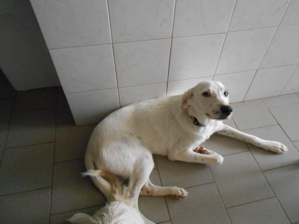Stracciatella
