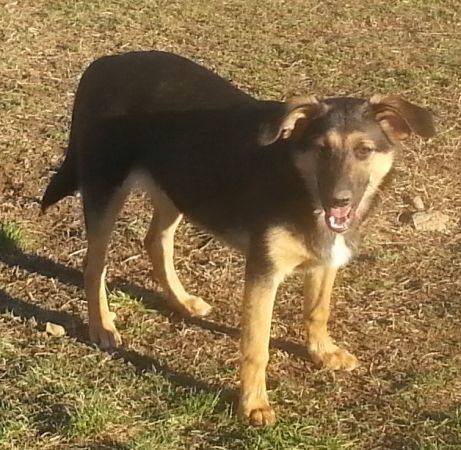 Sheera