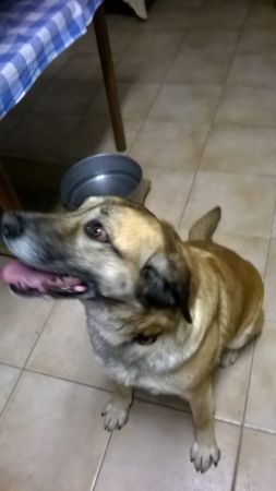 Karmi