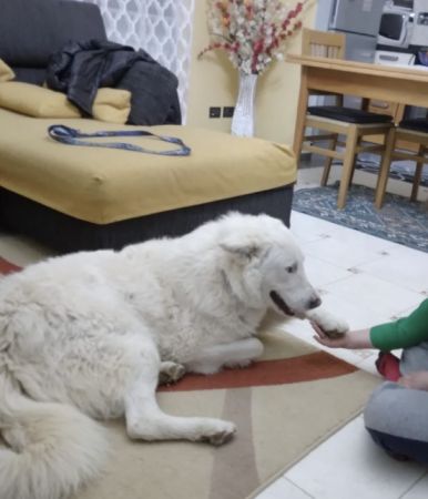 Lupo