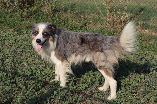 Aslan