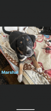 Marshall 