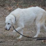 Lupo