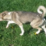 Roky