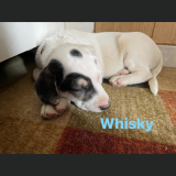 Whisky