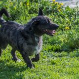 Tobia