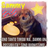 Sammy