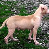 Yuma
