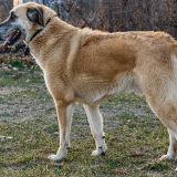 Yoghi