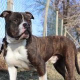 Tyson