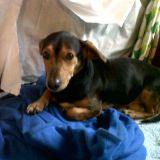 Otto