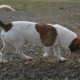 Tango