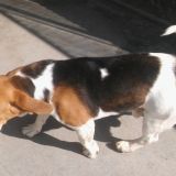 Otto