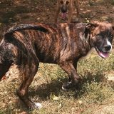Golia