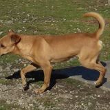 Pippo