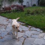 Orione