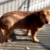 Iago