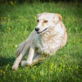 Pupina