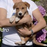 Idro