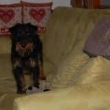 Trillo