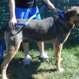Poldino