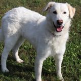 Lulù