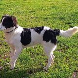 Macchia
