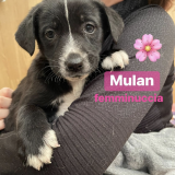 Mulan