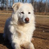 Blanca