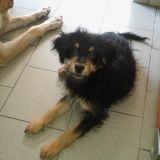 Shiko