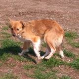 Tammy