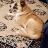 Roxi 