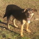 Sheera