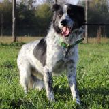 Stella