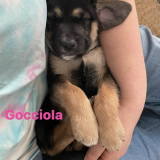 Gocciola