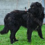 Golia