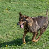 Lupo