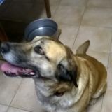 Karmi